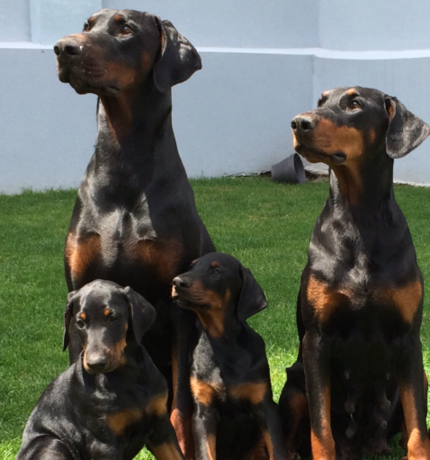 bas2 - élevage de dobermann en france