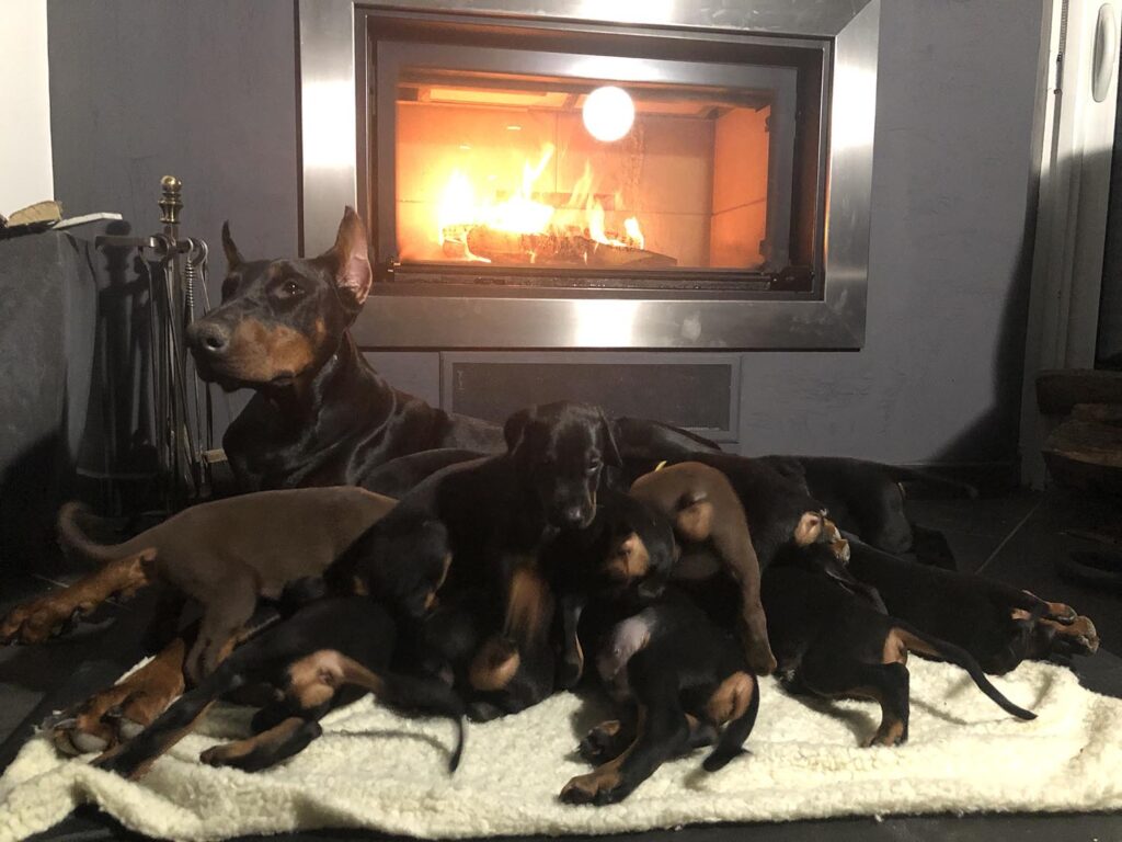 u 6 - élevage de dobermann en france
